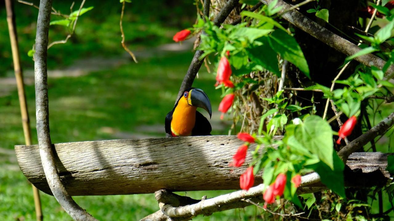 Pousada Salve Floresta Tapiraí Kültér fotó