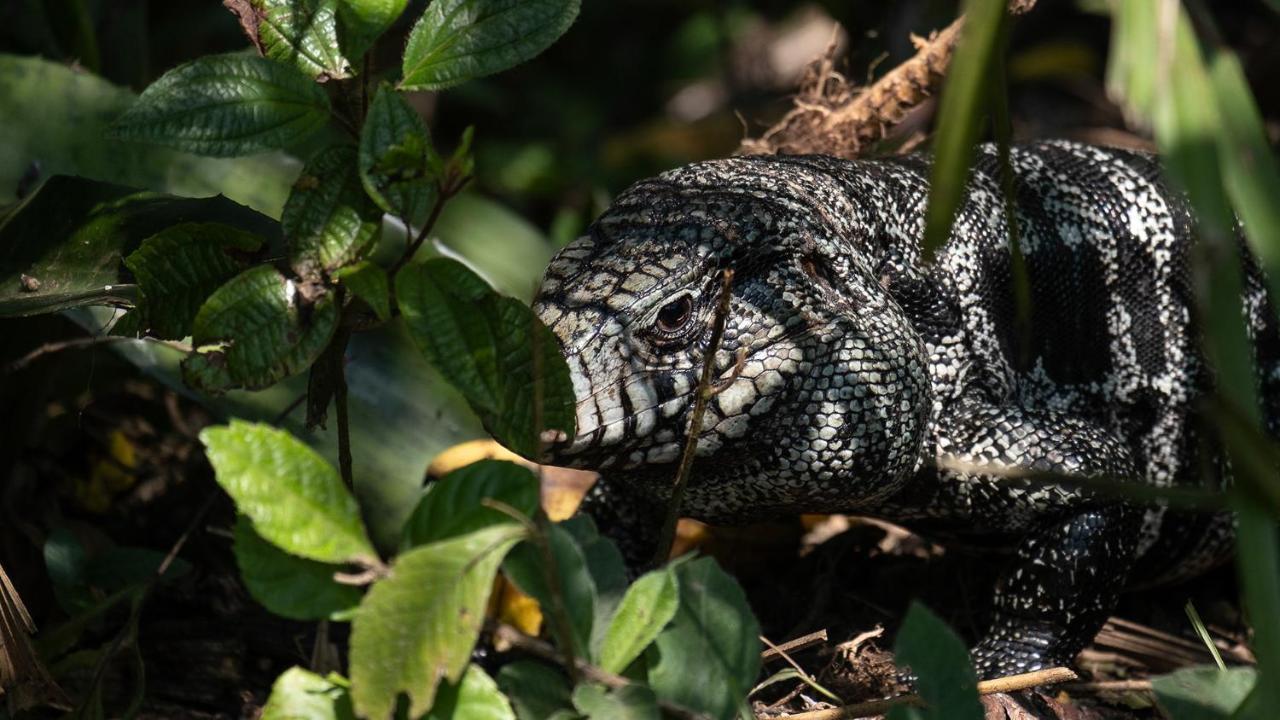 Pousada Salve Floresta Tapiraí Kültér fotó