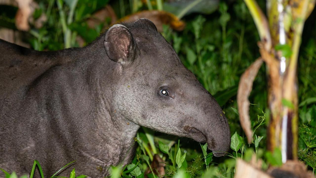 Pousada Salve Floresta Tapiraí Kültér fotó