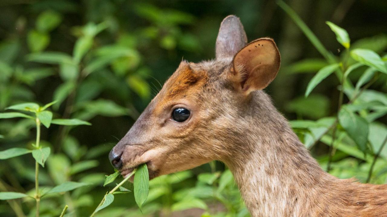 Pousada Salve Floresta Tapiraí Kültér fotó
