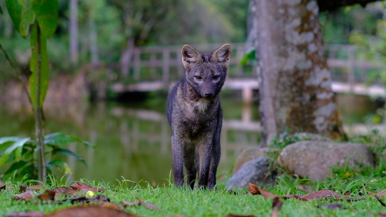 Pousada Salve Floresta Tapiraí Kültér fotó
